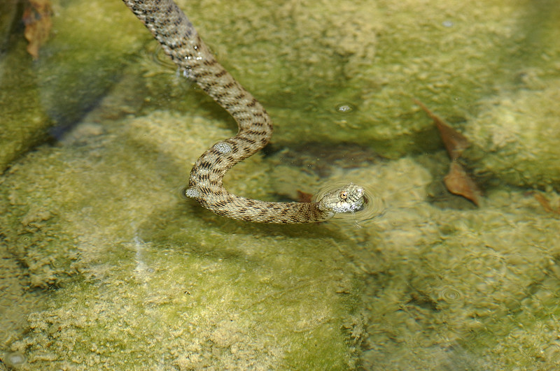 Natrix tessellata